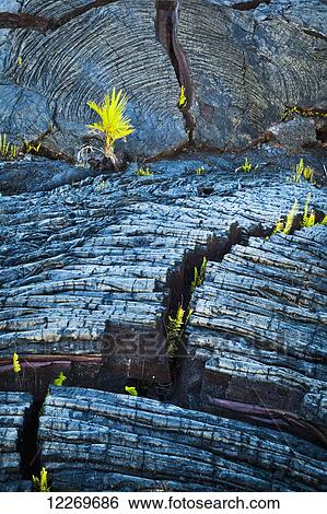 Fresh green ferns growing through a crack of Kalauea lava flow, roping and banding pahoehoe, at Kalapana Gardens Subdivision; Island of Hawaii, Hawaii, United States of America View Large Photo Image Stock Photograph - Fresh green ferns growing through a crack of Kalauea lava flow, roping and banding pahoehoe, at Kalapana Gardens Subdivision; Island of Hawaii, Hawaii, United States of America. Fotosearch