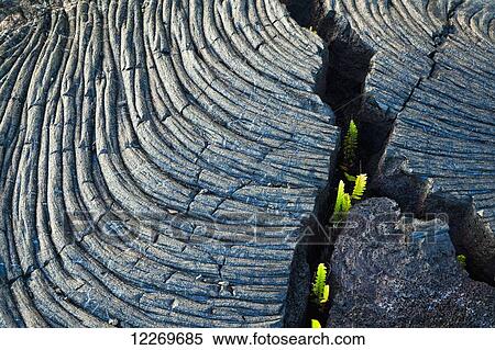 Stock Photography - Fresh green ferns growing through a crack of Kalauea lava flow, roping and banding pahoehoe, at Kalapana Gardens Subdivision; Island of Hawaii, Hawaii, United States of America. Fotosearch