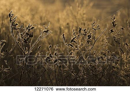 Frost lined willow trees backlit by the rising sun; Churchill, Manitoba, Canada View Large Photo Image Stock Photograph - Frost lined willow trees backlit by the rising sun; Churchill, Manitoba, Canada. Fotosearch