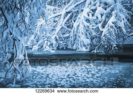 Picture - Frozen Thunderbird Creek surrounded by snow covered branches in winter, Chugach State Park; Alaska, United States of America. Fotosearch