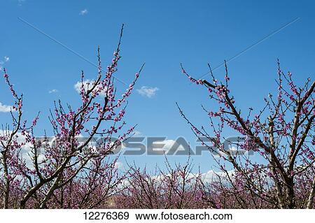 Stock Photo - Fruit trees in full bloom; Tarragona, Benissanet, Spain. Fotosearch