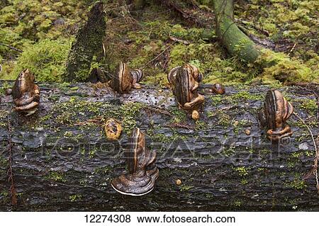 Stock Photo - Fungus grows on an old log in Naikoon Provincial park; Haida Gwaii, British Columbia, Canada. Fotosearch