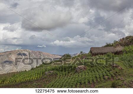 Gardens and small thatch huts adorn the landscape and mountain around the town of Toro Toro; Toro Toro, Bolivia View Large Photo Image Stock Photography - Gardens and small thatch huts adorn the landscape and mountain around the town of Toro Toro; Toro Toro, Bolivia. Fotosearch