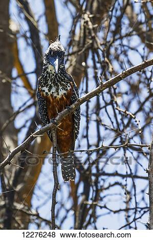 Stock Photo - Giant kingfisher (Megaceryle maxima), Lake Naivasha National Park; Kenya. Fotosearch