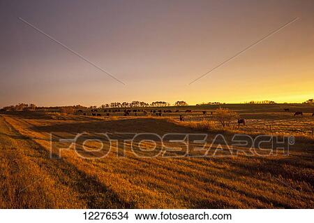 Picture - Glow over farmland at sunset; Manitoba, Canada. Fotosearch