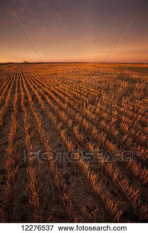 Stock Photo - Glow over farmland at sunset; Manitoba, Canada. Fotosearch