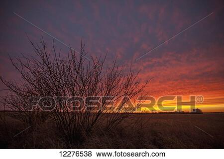Stock Photo - Glow over farmland at sunset; Manitoba, Canada. Fotosearch