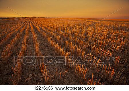 Stock Photograph - Glow over farmland at sunset; Manitoba, Canada. Fotosearch