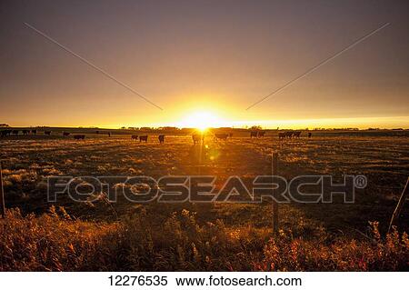 Glow over farmland at sunset; Manitoba, Canada View Large Photo Image Stock Photography - Glow over farmland at sunset; Manitoba, Canada. Fotosearch