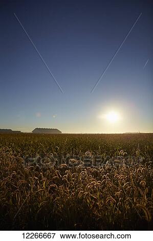 Stock Photo - Glowing sun in a blue sky over farmland; Quebec, Canada. Fotosearch