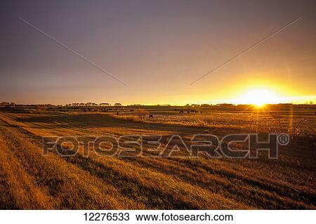 Stock Image - Glowing sunlight over farmland at sunset; Manitoba, Canada. Fotosearch
