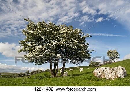 Stock Image - Gnarled Hawthorn tree in blossom, in a upland limestone pasture, with a dramtic sky; Cumbria, England. Fotosearch