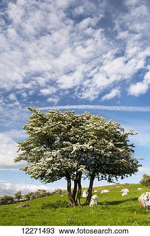 Stock Image - Gnarled Hawthorn tree in blossom, in a upland limestone pasture, with a dramtic sky; Cumbria, England. Fotosearch