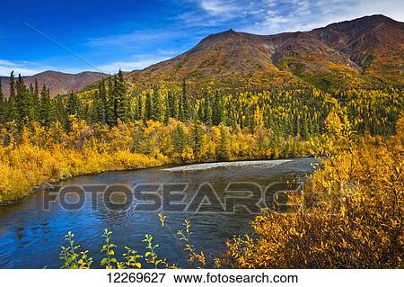 Golden fall colored tundra along Jack Creek under blue sky, Boyden Hills in the background, Nabesna Road, Wrangell - St. Elias National Park and Preserve; Alaska, United States of America View Large Photo Image Stock Photo - Golden fall colored tundra along Jack Creek under blue sky, Boyden Hills in the background, Nabesna Road, Wrangell - St. Elias National Park and Preserve; Alaska, United States of America. Fotosearch
