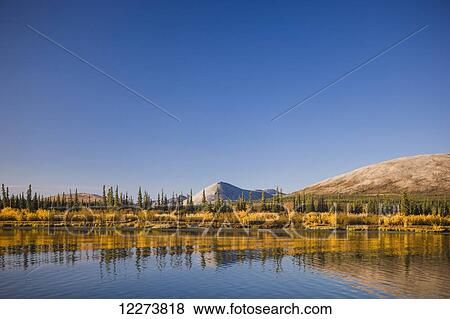 Stock Photo - Golden grasses and green evergreen trees line the hills surrounding the Noatak River as it passes through the Igichuk Hills before emptying into Kotzebue Sound; Noatak, Alaska, United States of America. Fotosearch