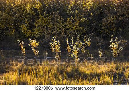 Golden willows and grass illuminated by the setting sun; Noatak, Alaska, United States of America View Large Photo Image Stock Photography - Golden willows and grass illuminated by the setting sun; Noatak, Alaska, United States of America. Fotosearch