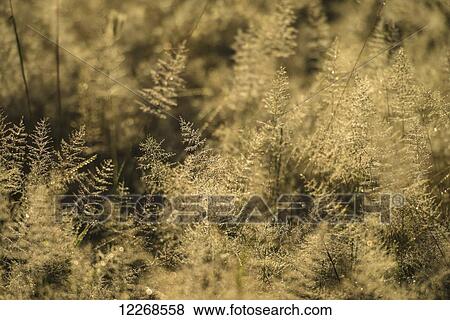 Grass with dew on it at dawn, Liwonde National Park; Malawi View Large Photo Image Stock Photo - Grass with dew on it at dawn, Liwonde National Park; Malawi. Fotosearch