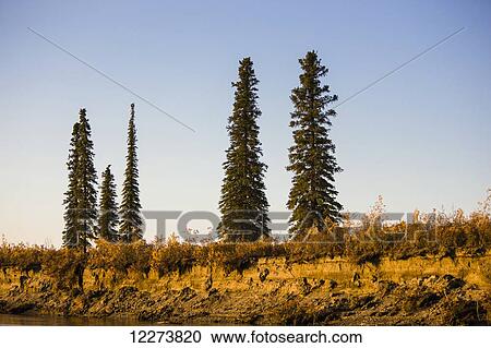 Grasses and spruce trees grow above the eroding riverbank along the Noatak River; Noatak, Alaska, United States of America View Large Photo Image Stock Image - Grasses and spruce trees grow above the eroding riverbank along the Noatak River; Noatak, Alaska, United States of America. Fotosearch