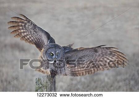 Stock Image - Great Grey Owl (Strix nebulosa) on fence post; Thunder Bay, Ontario, Canada. Fotosearch