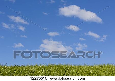 Stock Image - Green grass and blue sky with clouds; Anchorage, Alaska, United States of America. Fotosearch