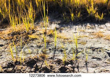 Green grass shoots growing in soil, illuminated by warm sunlight; Noatak, Alaska, United States of America View Large Photo Image Stock Photograph - Green grass shoots growing in soil, illuminated by warm sunlight; Noatak, Alaska, United States of America. Fotosearch