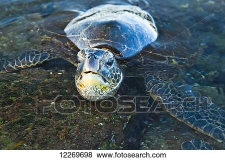 Stock Photo - Green Sea turtle (Chelonia mydas) in the water; Island of Hawaii, Hawaii, United States of America. Fotosearch