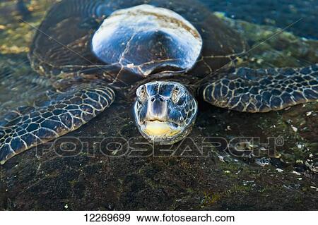 Stock Photo - Green Sea turtle (Chelonia mydas) in the water; Island of Hawaii, Hawaii, United States of America. Fotosearch