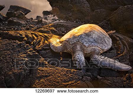 Stock Photo - Green sea turtle (Chelonia mydas); Island of Hawaii, Hawaii, United States of America. Fotosearch