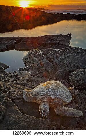 Stock Photograph - Green sea turtle (Chelonia mydas); Island of Hawaii, Hawaii, United States of America. Fotosearch