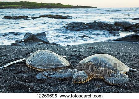 Green sea turtle (Chelonia mydas); Island of Hawaii, Hawaii, United States of America View Large Photo Image Stock Photography - Green sea turtle (Chelonia mydas); Island of Hawaii, Hawaii, United States of America. Fotosearch