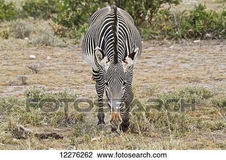 Stock Image - Grevy's zebra (Equus grevyi), Buffalo Springs National Reserve; Kenya. Fotosearch
