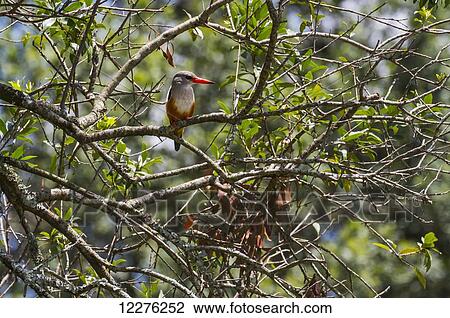 Grey-headed Kingfisher (Halcyon leucocephala), Mara North Conservancy; Kenya View Large Photo Image Stock Image - Grey-headed Kingfisher (Halcyon leucocephala), Mara North Conservancy; Kenya. Fotosearch