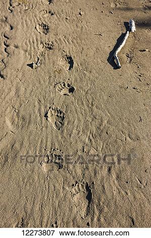 Stock Photo - Grizzly bear tracks in the riverbank mud of the Noatak River; Noatak, Alaska, United States of America. Fotosearch