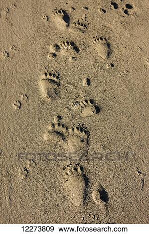 Stock Photo - Grizzly bear tracks in the riverbank mud of the Noatak River; Noatak, Alaska, United States of America. Fotosearch