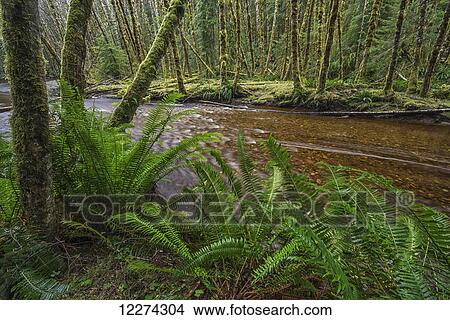 Picture - Haans Creek flows through the green rainforest near Sandspit; Haida Gwaii, British Columbia, Canada. Fotosearch
