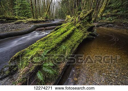 Haans Creek flows through the green rainforest near Sandspit which is on Haida Gwaii; British Columbia, Canada View Large Photo Image Stock Image - Haans Creek flows through the green rainforest near Sandspit which is on Haida Gwaii; British Columbia, Canada. Fotosearch