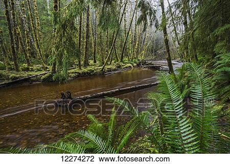 Stock Image - Haans Creek flows through the green rainforest near Sandspit which is on Haida Gwaii; British Columbia, Canada. Fotosearch
