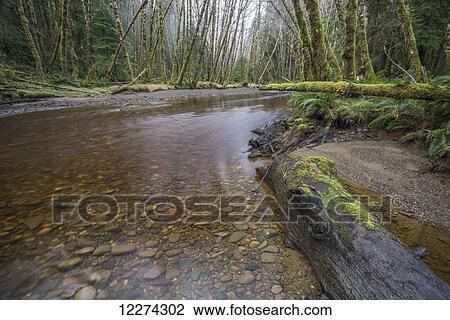 Stock Image - Haans Creek flows through the green rainforest near Sandspit; Haida Gwaii, British Columbia, Canada. Fotosearch
