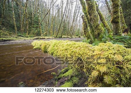 Stock Image - Haans Creek flows through the green rainforest near Sandspit; Haida Gwaii, British Columbia, Canada. Fotosearch