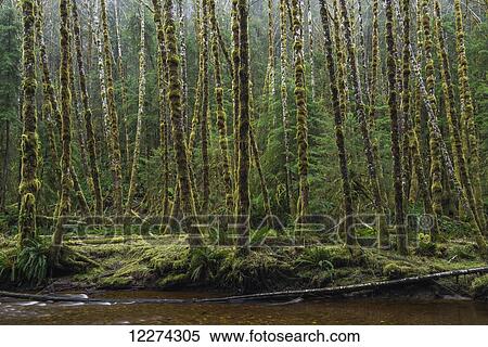 Stock Photography - Haans Creek flows through the green rainforest near Sandspit; Haida Gwaii, British Columbia, Canada. Fotosearch