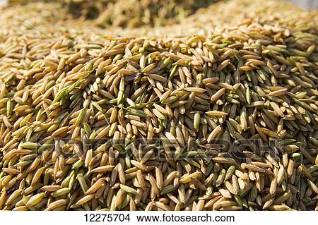 Harvested rice, Flores Island, East Nusa Tenggara, Indonesia View Large Photo Image Picture - Harvested rice, Flores Island, East Nusa Tenggara, Indonesia. Fotosearch