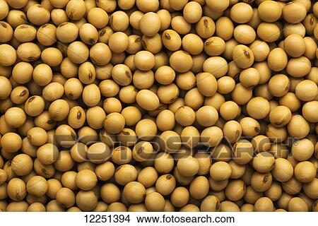 Harvested soybean kernels in nearly perfect condition View Large Photo Image Picture - Harvested soybean kernels in nearly perfect condition. Fotosearch