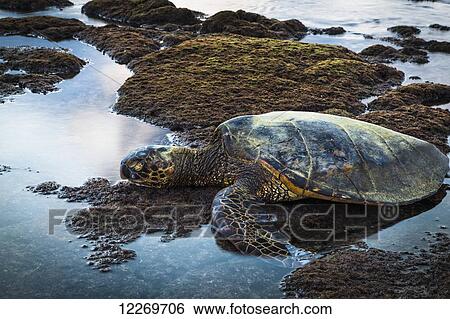 Hawaiian Green Sea Turtle (Chelonia mydas) resting in tide pool, Kaloko-Honokohau National Historical Park; Island of Hawaii, Hawaii, United states of America View Large Photo Image Stock Photograph - Hawaiian Green Sea Turtle (Chelonia mydas) resting in tide pool, Kaloko-Honokohau National Historical Park; Island of Hawaii, Hawaii, United states of America. Fotosearch