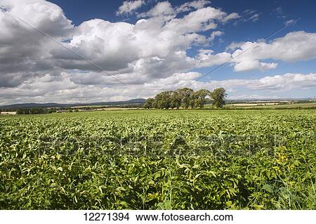 Healthy potato crop; Scotland View Large Photo Image Picture - Healthy potato crop; Scotland. Fotosearch