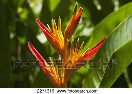 Stock Photograph - Heliconia, flower at National Tropical Botanical Gardens; Lawai, Kauai, Hawaii, United States of America. Fotosearch