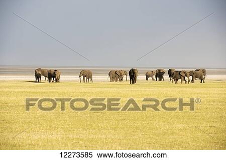 Herd of elephants in Lake Manyara National Park; Tanzania View Large Photo Image Stock Photography - Herd of elephants in Lake Manyara National Park; Tanzania. Fotosearch
