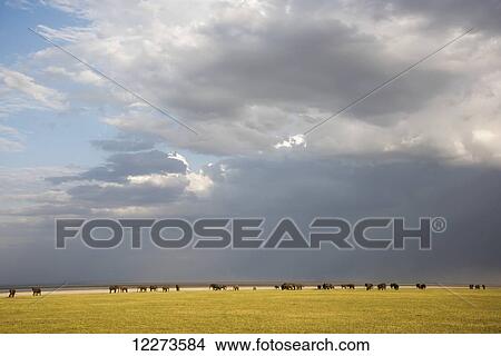 Picture - Herd of elephants with dramatic clouds in Lake Manyara National Park; Tanzania. Fotosearch