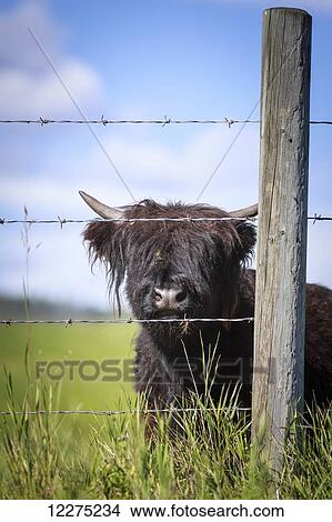 Highland calf behind barbed wire fencing; Kananaskis Country, Alberta, Canada View Large Photo Image Picture - Highland calf behind barbed wire fencing; Kananaskis Country, Alberta, Canada. Fotosearch
