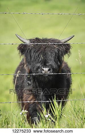 Highland calf behind barbed wire fencing; Kananaskis Country, Alberta, Canada View Large Photo Image Stock Image - Highland calf behind barbed wire fencing; Kananaskis Country, Alberta, Canada. Fotosearch