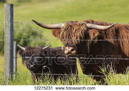 Highland cattle with calf behind barbed wire fencing; Kananaskis Country, Alberta, Canada View Large Photo Image Stock Image - Highland cattle with calf behind barbed wire fencing; Kananaskis Country, Alberta, Canada. Fotosearch